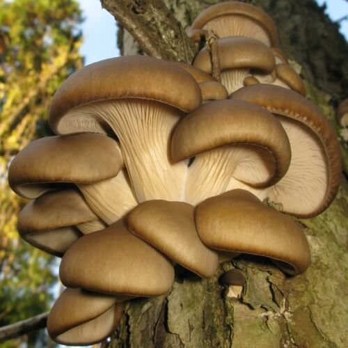 buy oyster mushrooms online