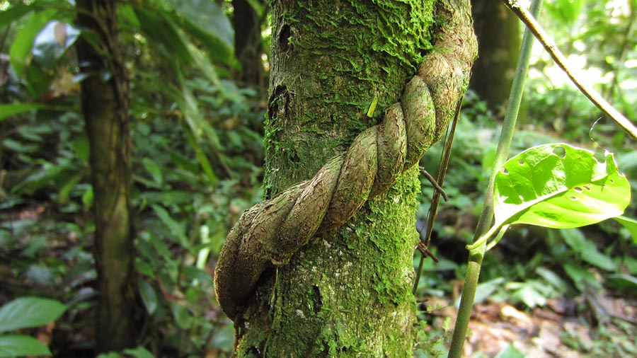 Ayahuasca Vine