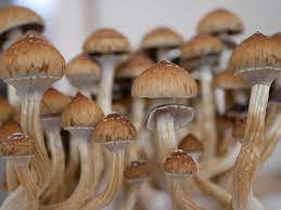 Buy Golden Mamooth Mushroom